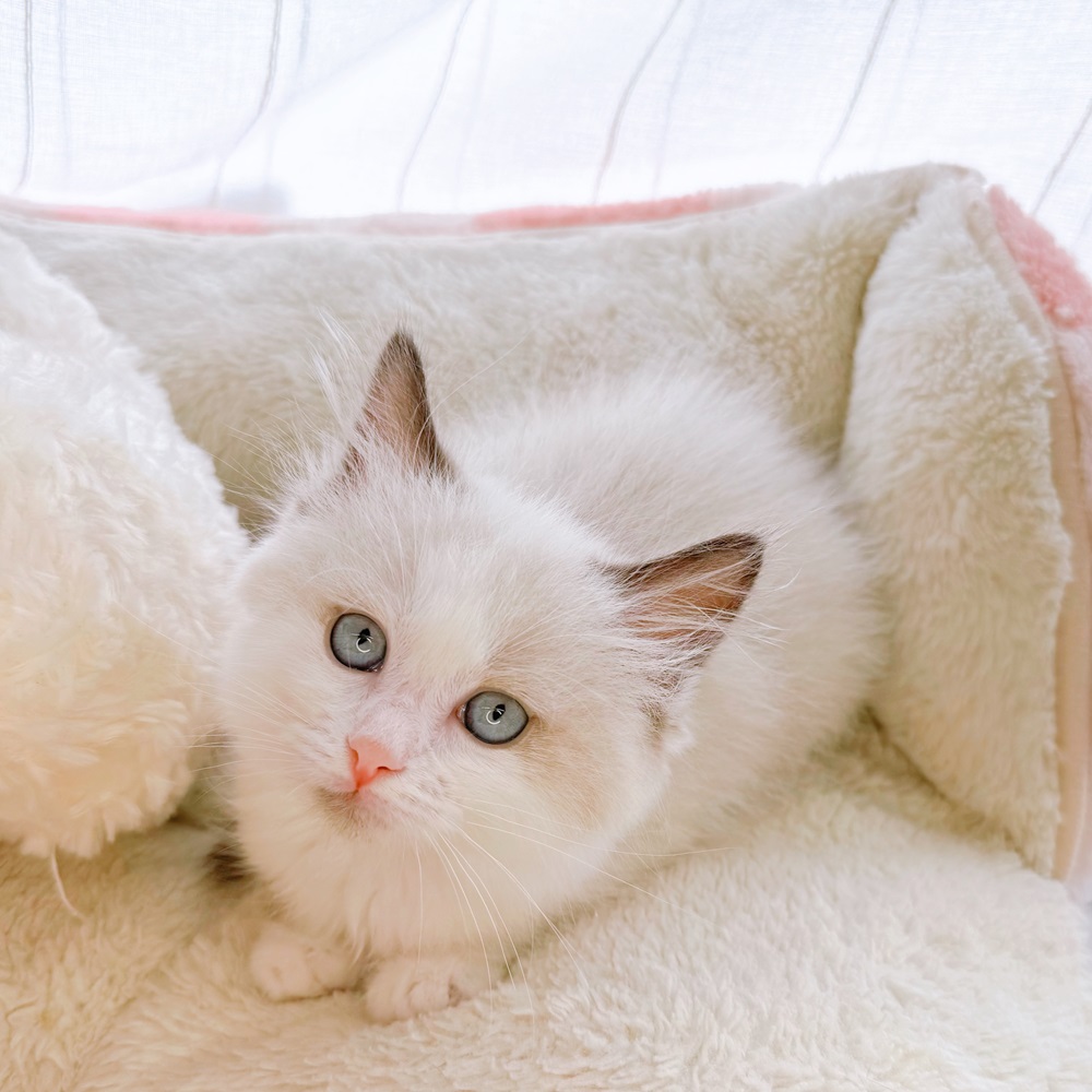 ○New Face °˖✧~新入生紹介~°˖✧ | ペットショップ 犬の家&猫の里